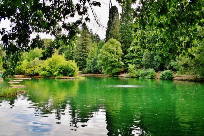 Lake with trees and reflections