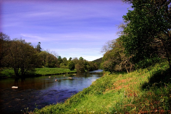 River flowing through a green landscape with trees