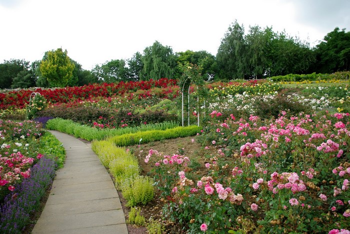 Rose garden with a winding path