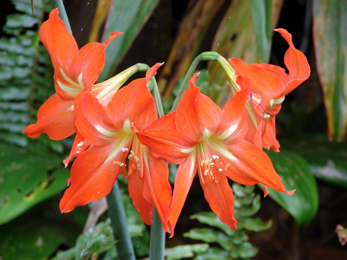 Orange Amaryllis flowers blooming
