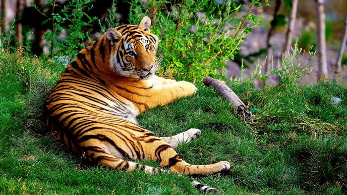 Tiger resting on grass in a forest