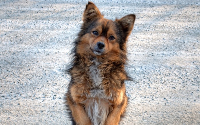 A fluffy brown dog sits on a gravelly surface