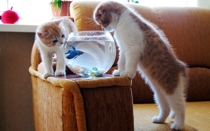 Two kittens looking at a betta fish in a bowl