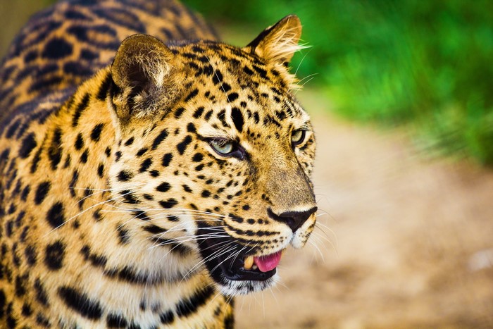Leopard with spotted fur and green eyes