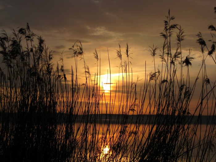 Sunset over a lake with reeds in silhouette
