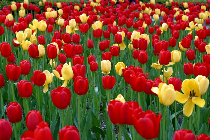 Field of Red and Yellow Tulips