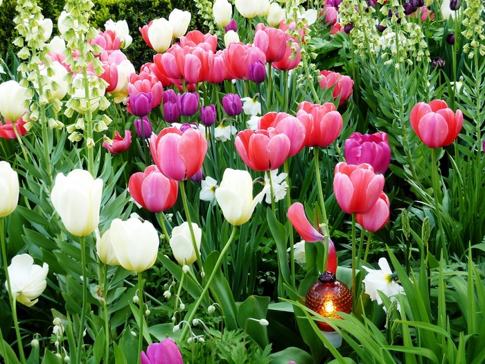 A garden bed filled with blooming tulips and other spring flowers.