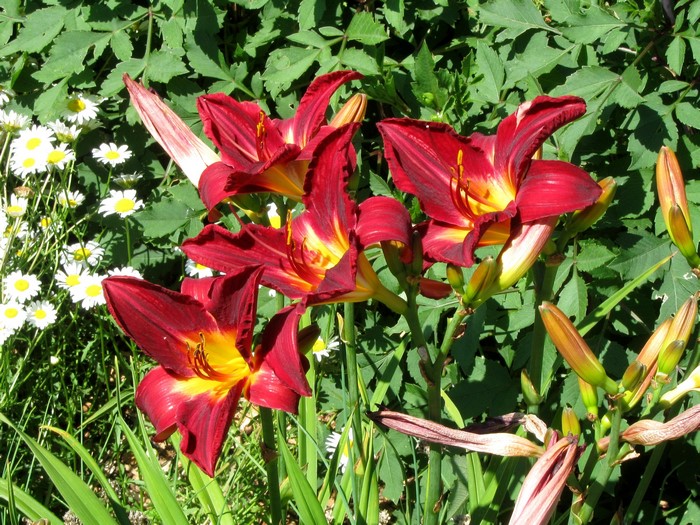 Red and yellow lilies with daisies