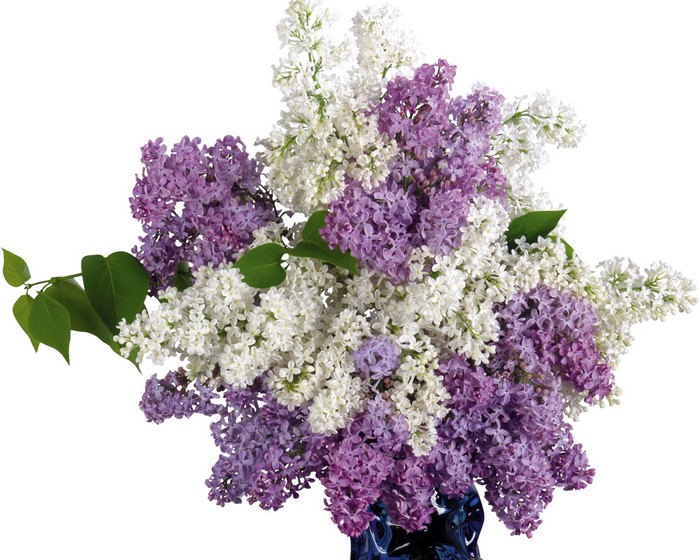 Bouquet of white and purple lilacs in a vase