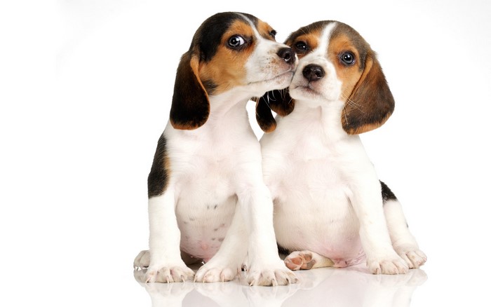 Two Beagle puppies sitting close together