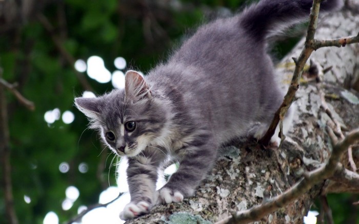 A fluffy gray kitten climbs a tree