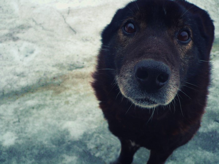 Close-up of a black dog's face