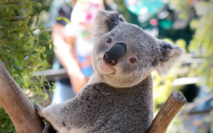Koala sitting on a tree branch