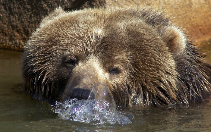Brown bear submerging its head in water