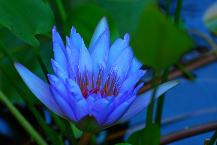 Blue water lily flower in bloom