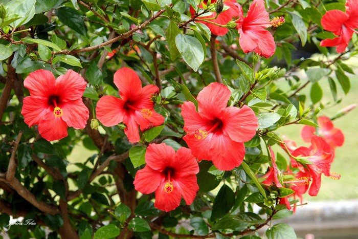 Red Hibiscus flowers on a green bush
