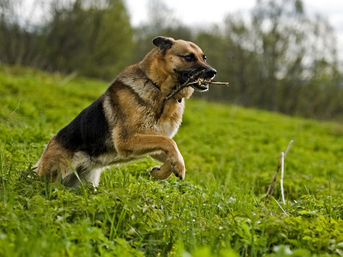 German Shepherd dog running with a stick in its mouth