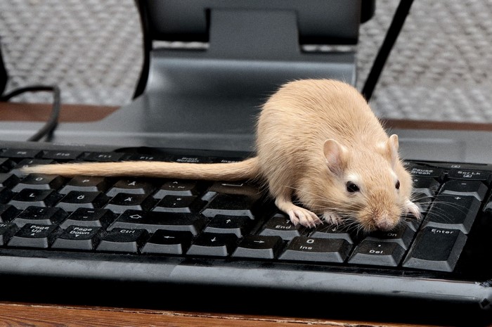 Gerbil on a computer keyboard
