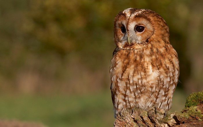 Tawny owl perched on a mossy branch