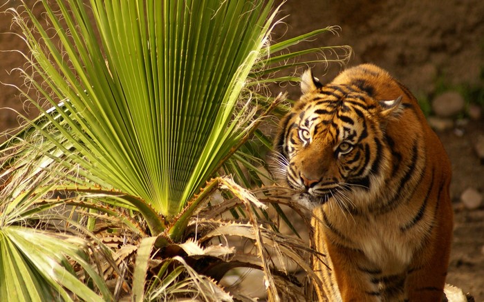 Tiger behind a palm tree