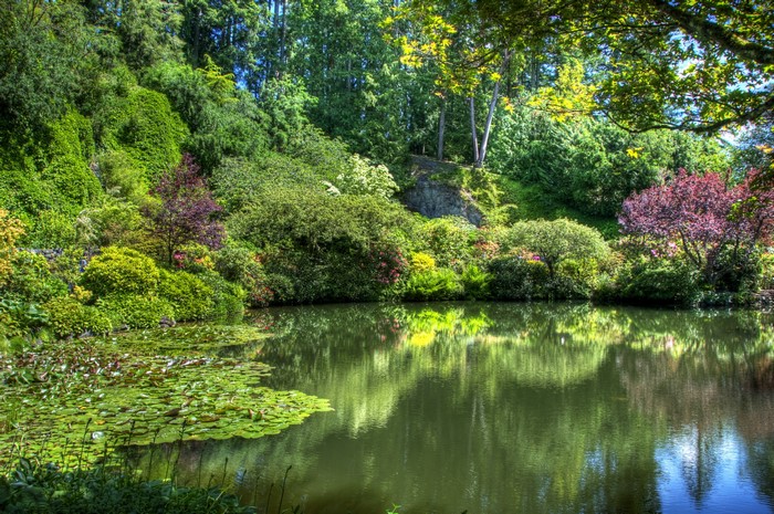 Beautiful garden with a pond and lush greenery