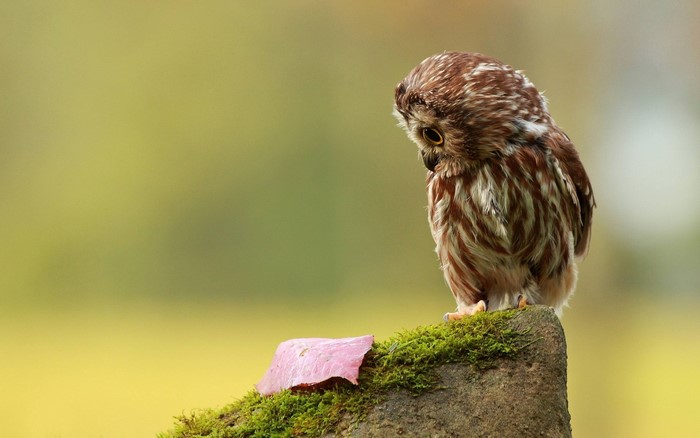 Small owl perched on a mossy rock with a pink leaf
