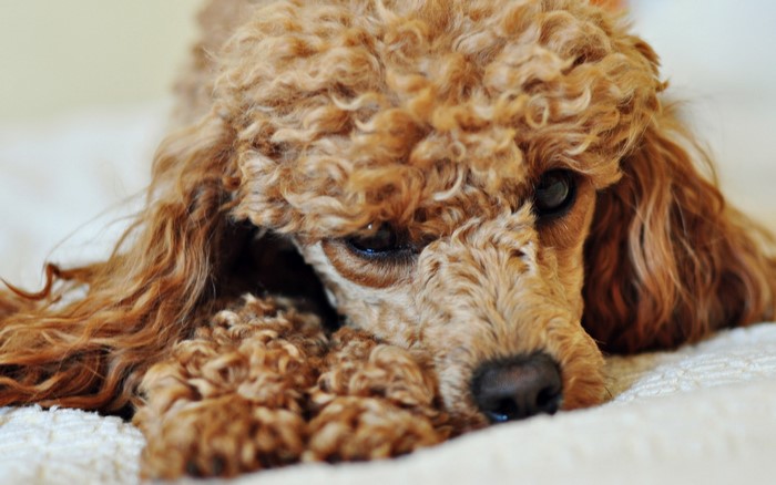 A close-up of a brown poodle lying down