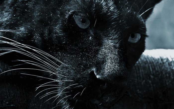 Close-up of a black panther's face
