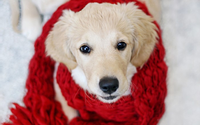 Golden Retriever puppy wearing a red scarf