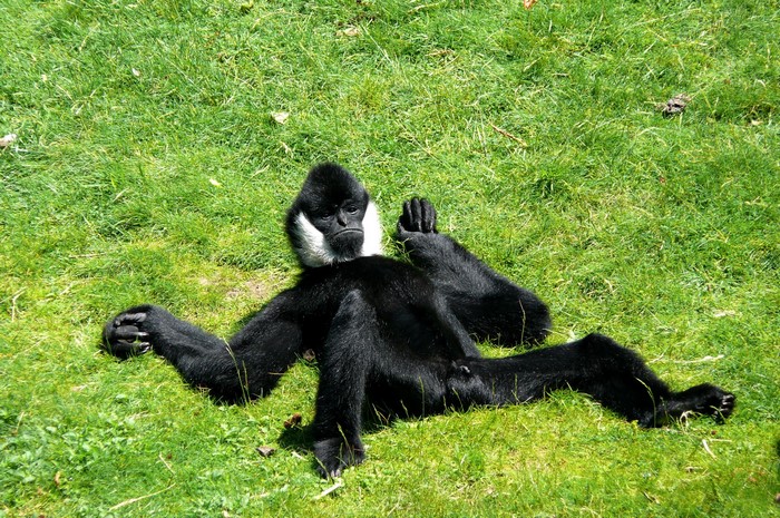 Black gibbon lying on green grass