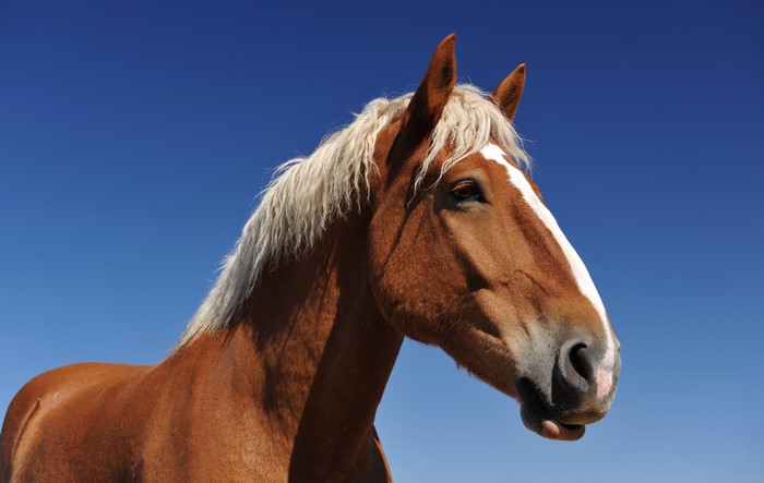 Horses