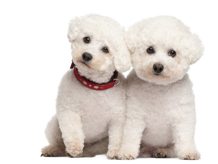 Two Bichon Frise dogs sitting