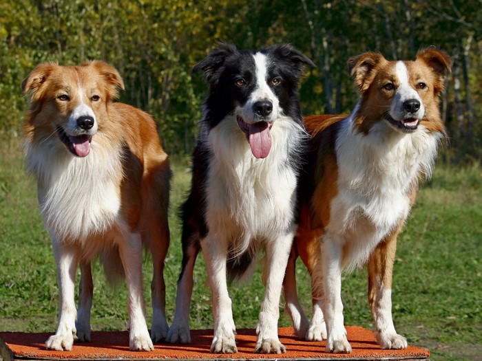 Three Border Collies standing on a platform