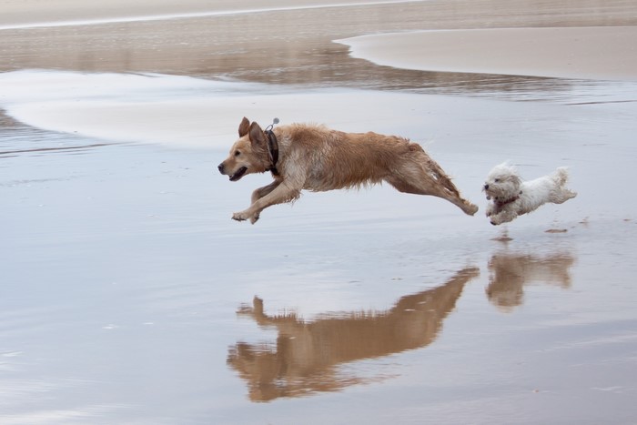 Two dogs running on a wet beach
