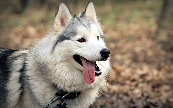 Husky dog with tongue out in forest