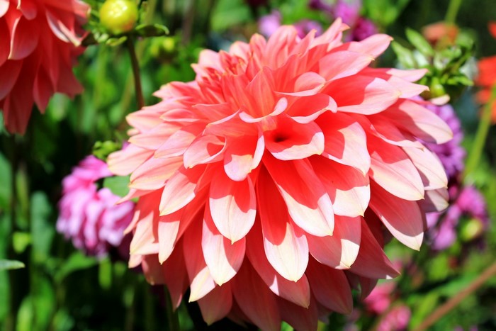 Close-up of a Coral Dahlia flower