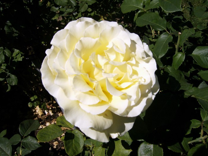 A close-up of a creamy yellow rose in bloom