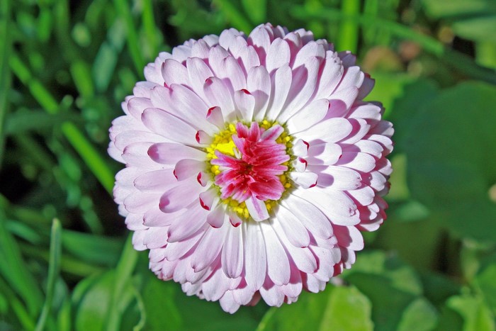 Pink and yellow daisy flower in bloom