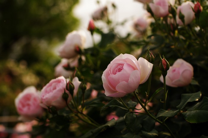 4K Pink Roses