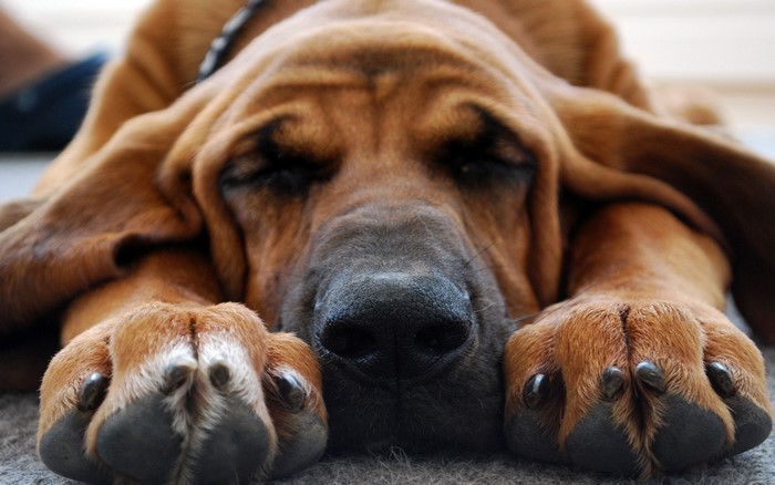 Bloodhound dog sleeping on the floor