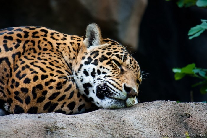 Jaguar sleeping on a rock