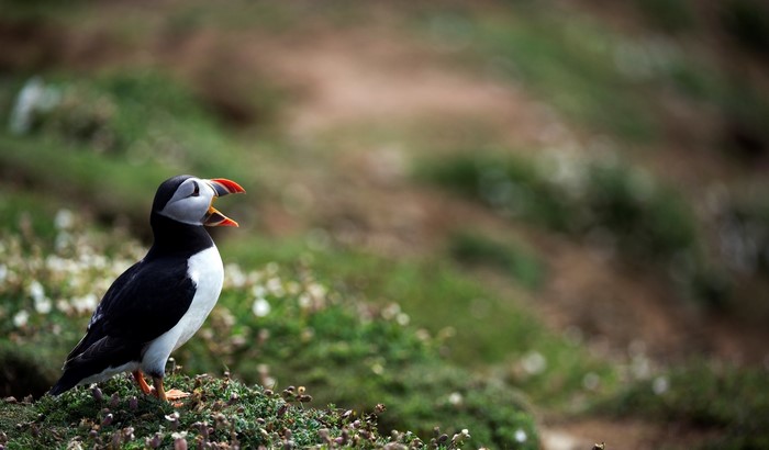 Puffin bird on a grassy cliff