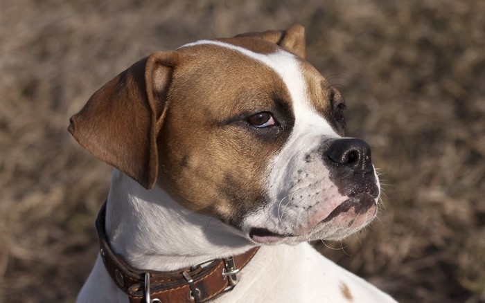 American Staffordshire Terrier Boxer Mix Dog