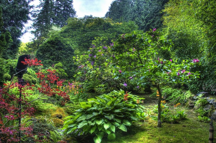 A lush garden with various plants and flowers