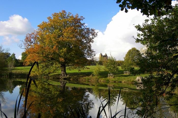 Autumn tree reflecting in a pond with a castle in the background