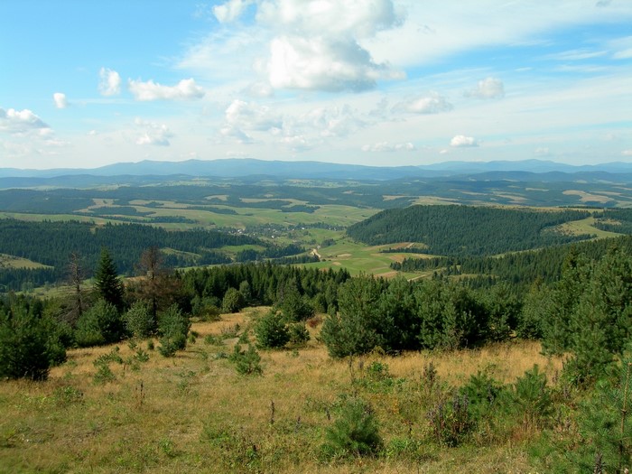 Rolling hills and forests in the Ukrainian Carpathians