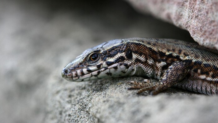 Close-up of a lizard on a rock