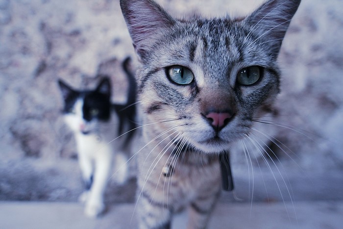 Two cats, one in focus, one blurred