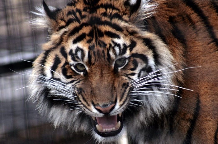 Big cats Tigers