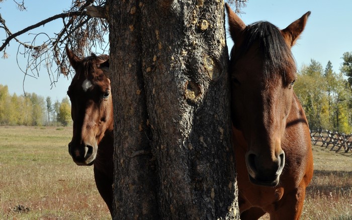 Two horses peeking from behind a tree